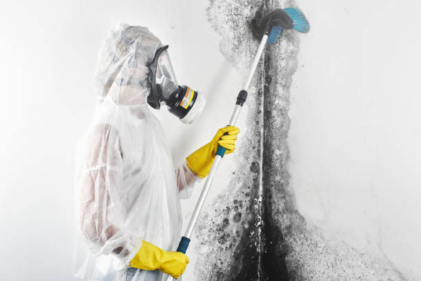 Best HVAC Mold Inspection and Cleaning  in Montrose Ghent, OH
