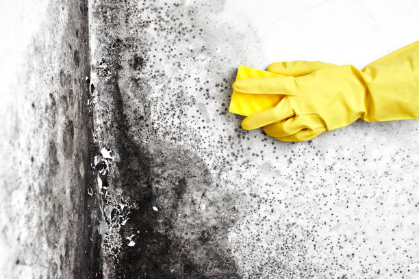 Best Commercial Mold Inspection  in Montrose Ghent, OH