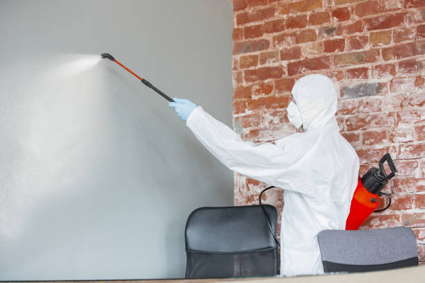Professional Mold Removal in Montrose Ghent, OH