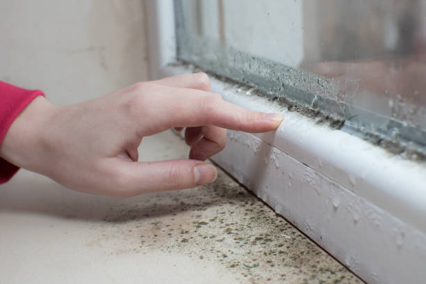 Best Forensic Mold Investigation  in Montrose Ghent, OH
